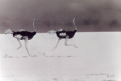 Bild Zwei Strauße auf der Etosha-Pfanne von Uli Aschenborn